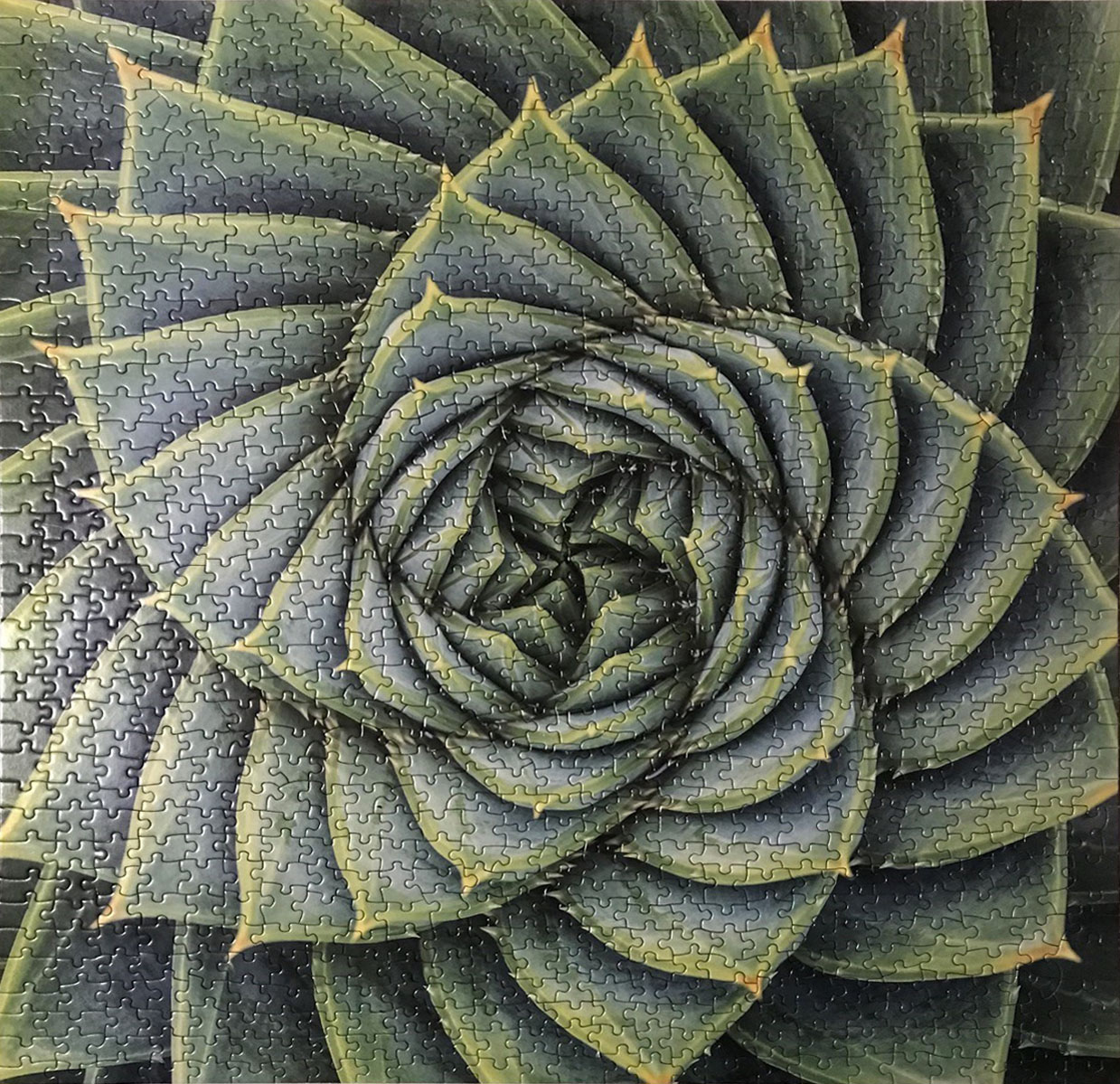Aloe swirl jigsaw 1000 pieses solved